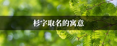 杉 名字|杉字取名的寓意